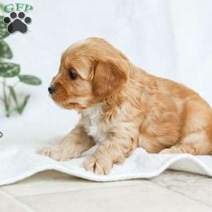 Millie F1b, Cavapoo Puppy